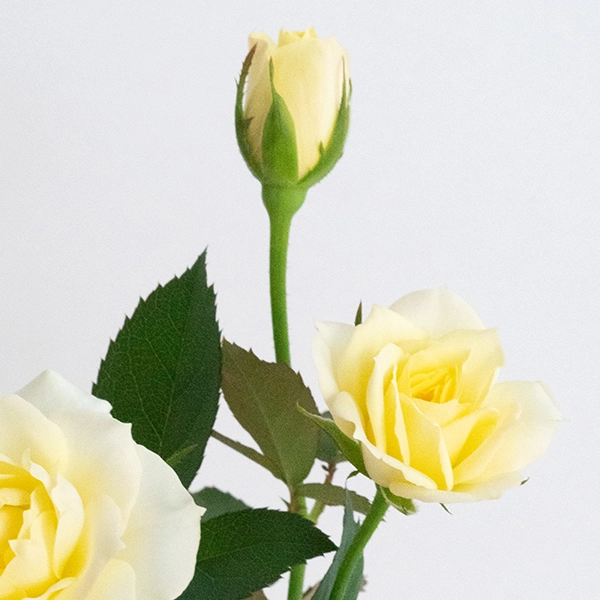 品種名COMING SOON